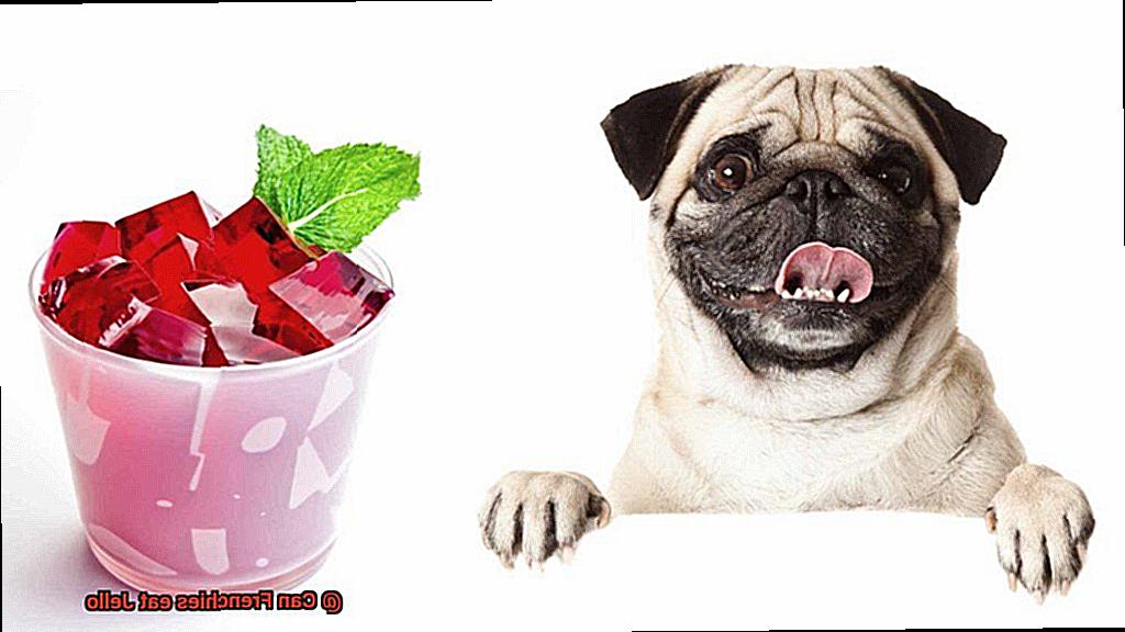Can Frenchies eat Jello-2