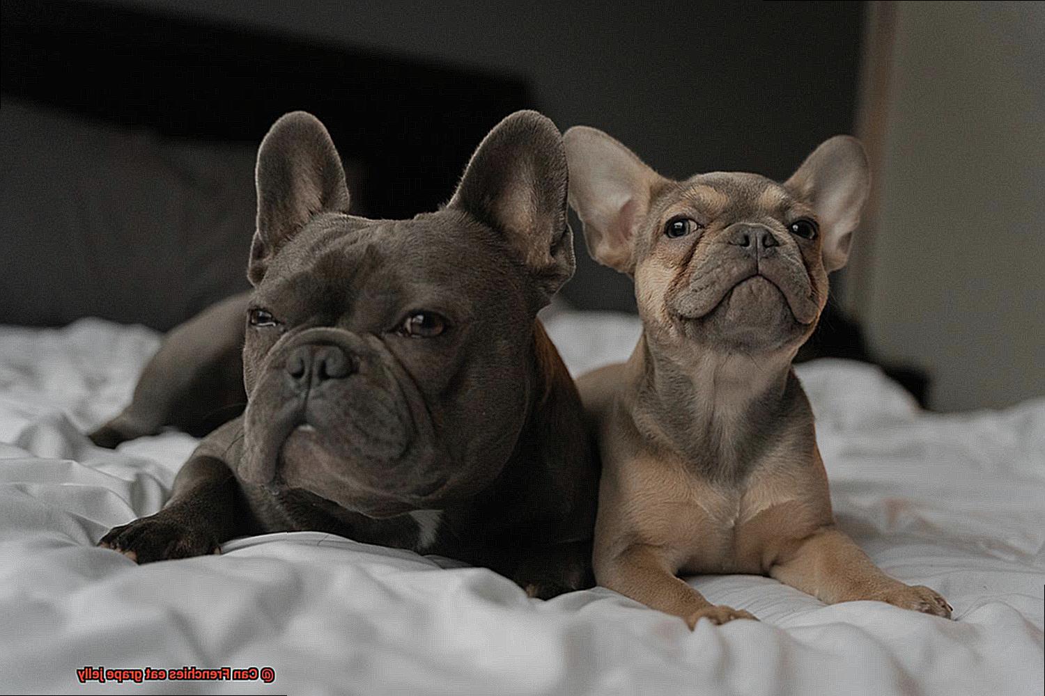 Can Frenchies eat grape jelly-3