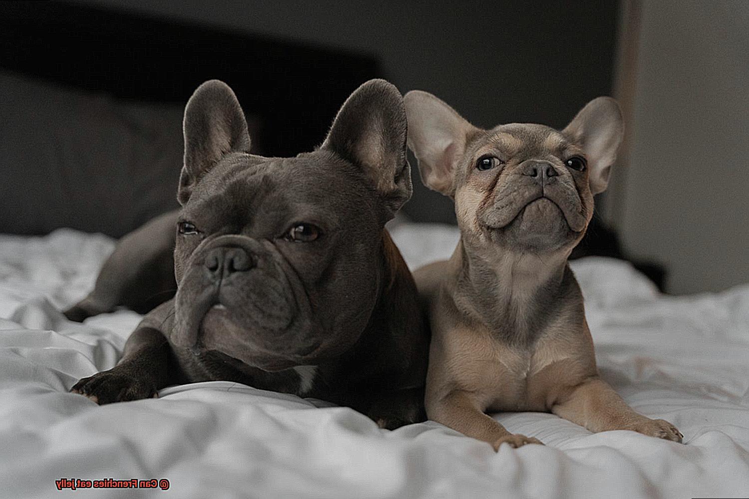 Can Frenchies eat jelly-2