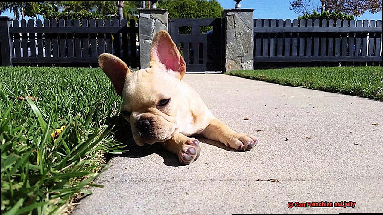 Can Frenchies eat jelly-3