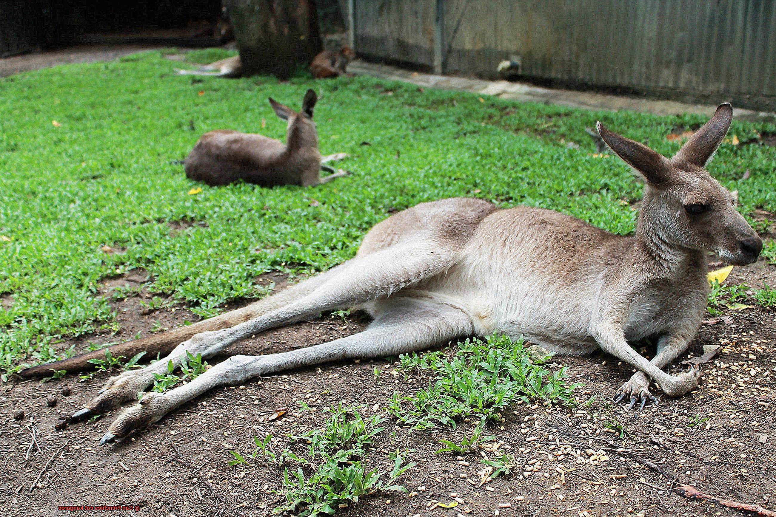 Can Frenchies eat kangaroo-3