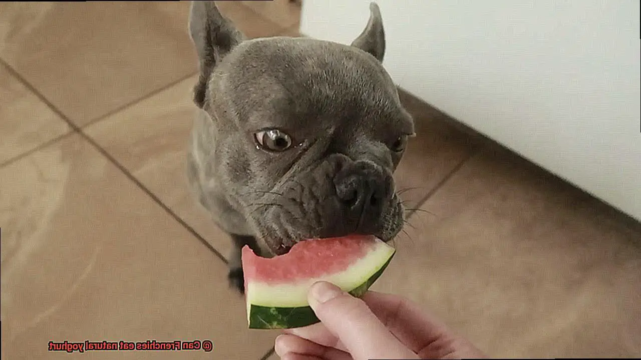 Can Frenchies eat natural yoghurt-3