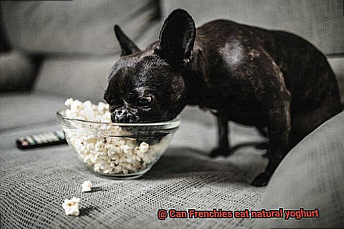 Can Frenchies eat natural yoghurt-2