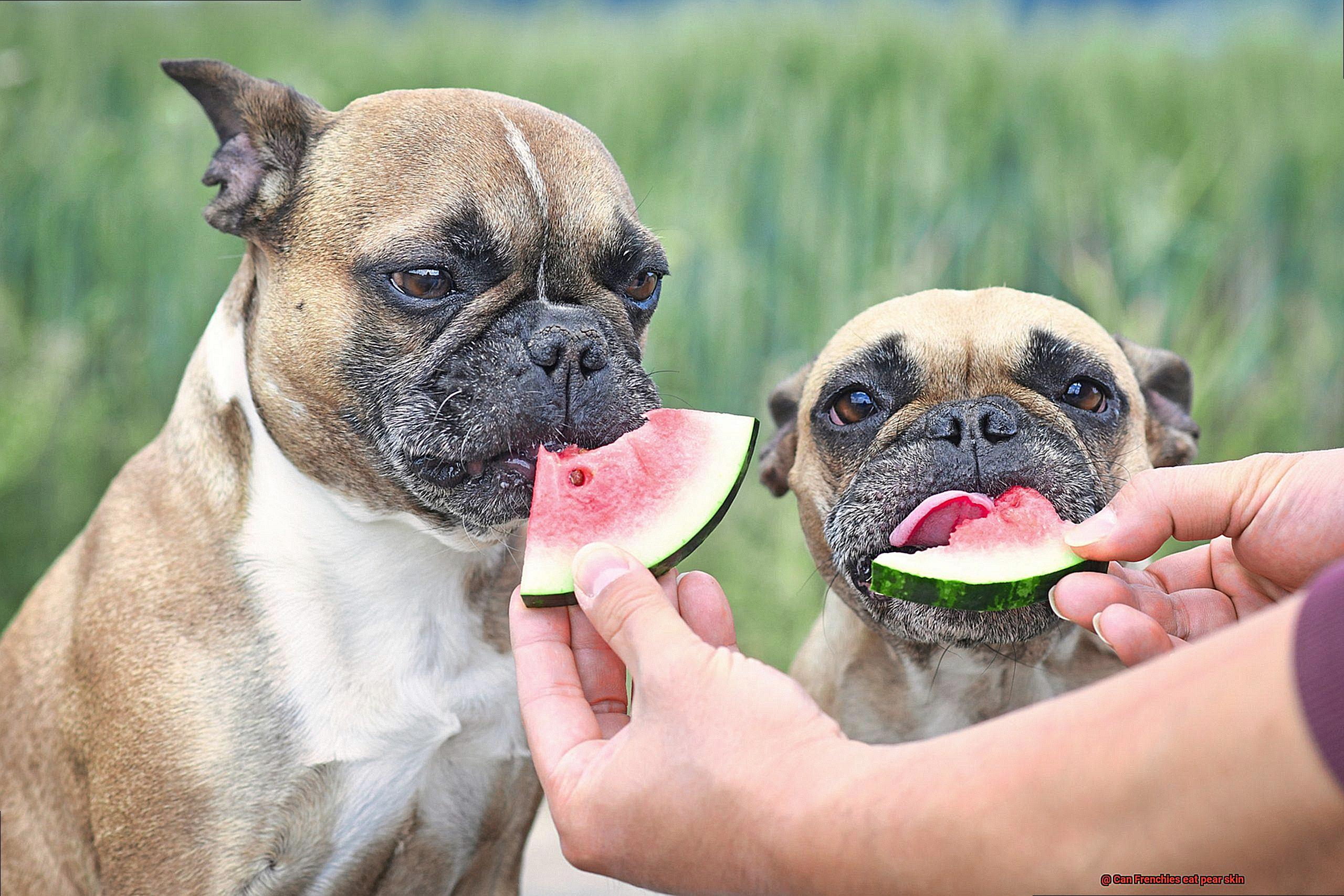 Can Frenchies eat pear skin-3