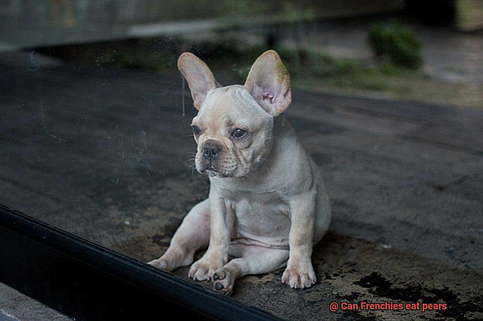 Can Frenchies eat pears-4