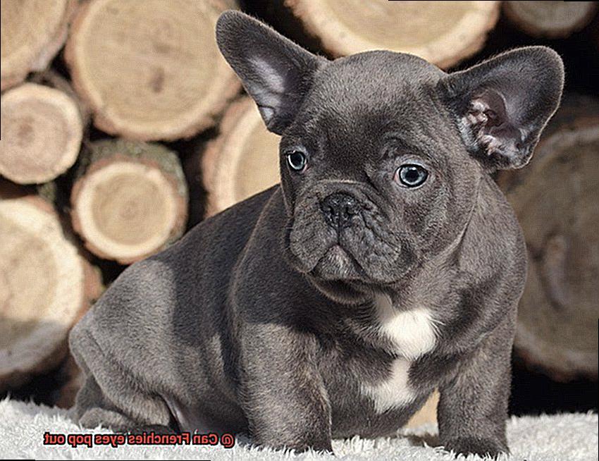 Can Frenchies eyes pop out-6