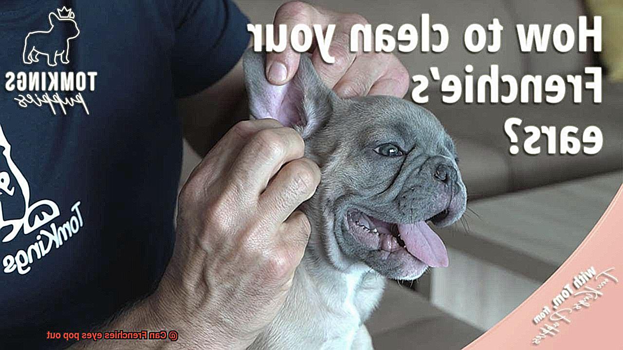 Can Frenchies eyes pop out-2