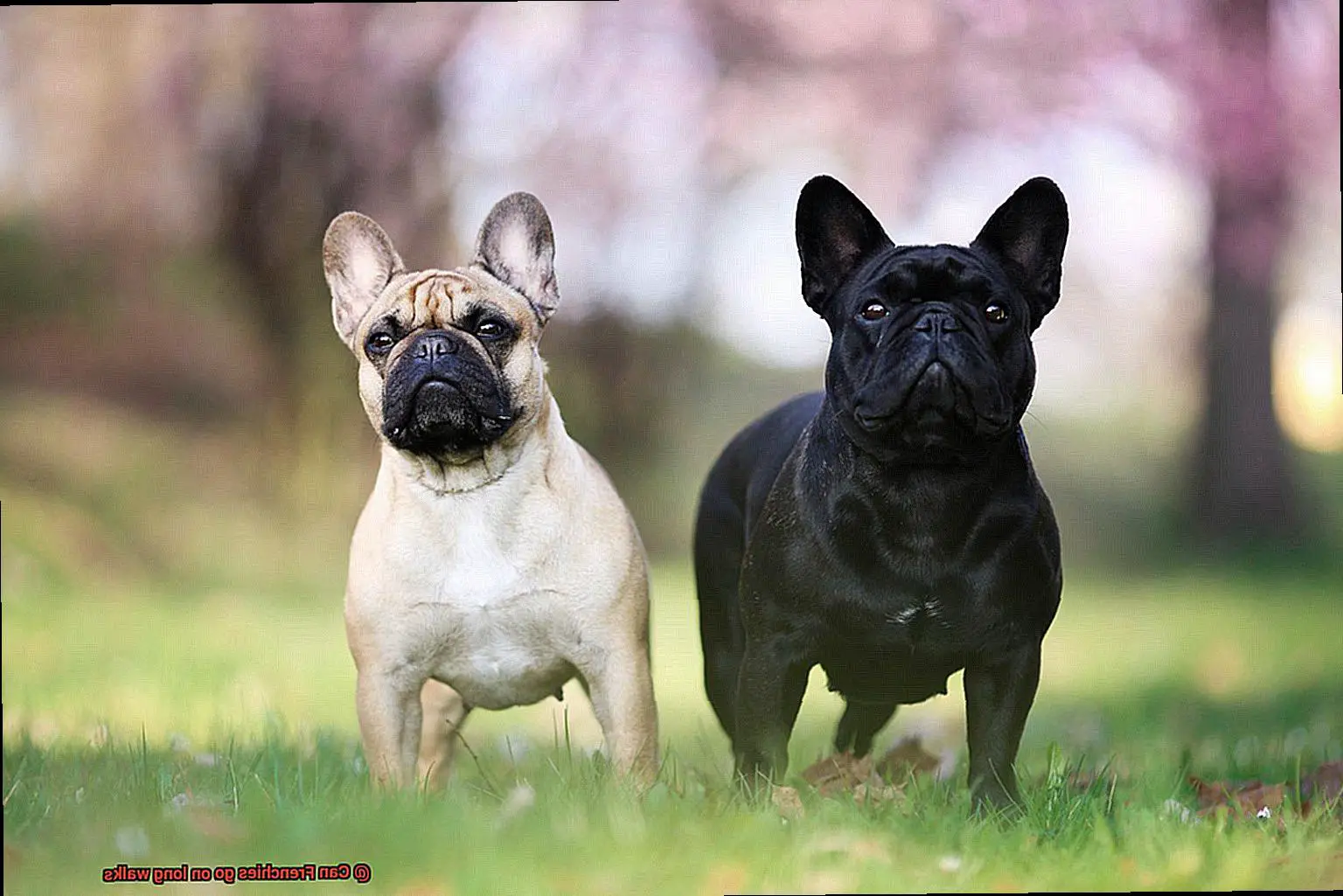 Can Frenchies go on long walks-3