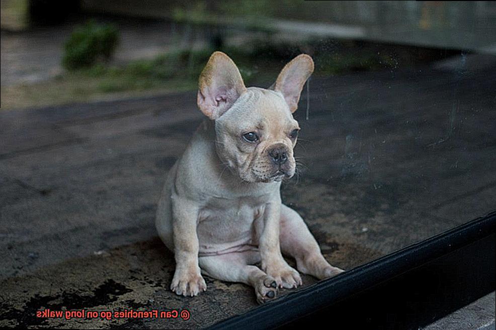 Can Frenchies go on long walks-2