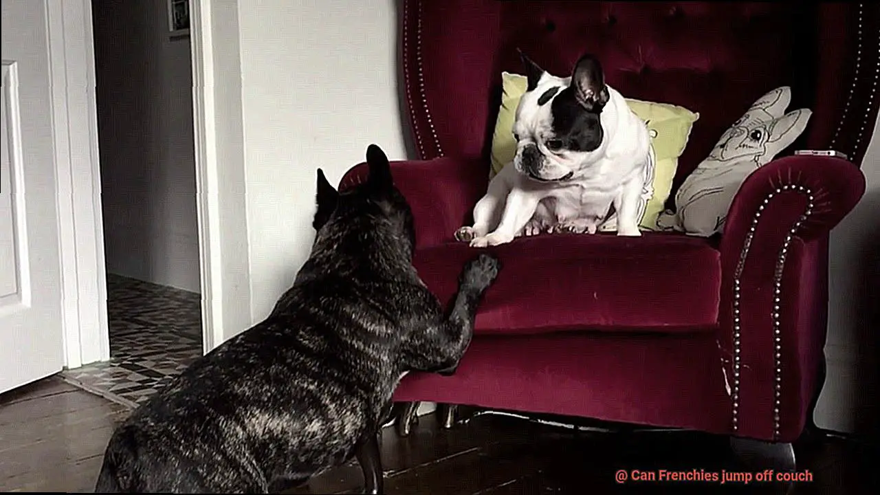 Can Frenchies jump off couch-5