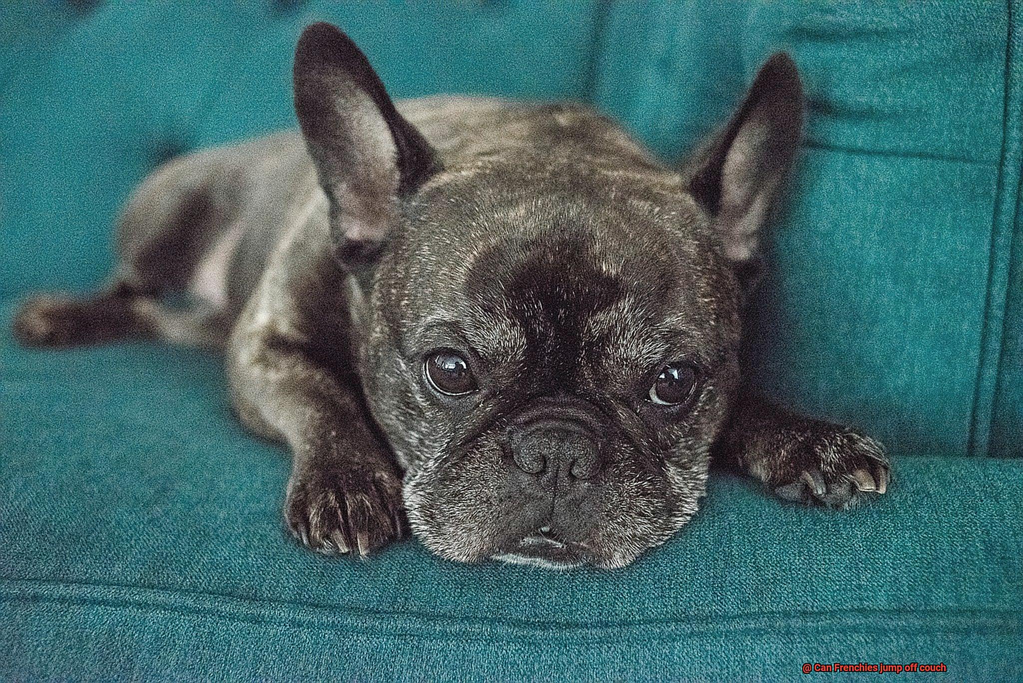 Can Frenchies jump off couch-4