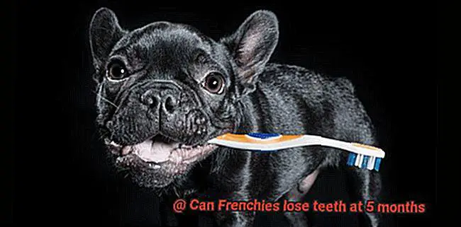 Can Frenchies lose teeth at 5 months-5