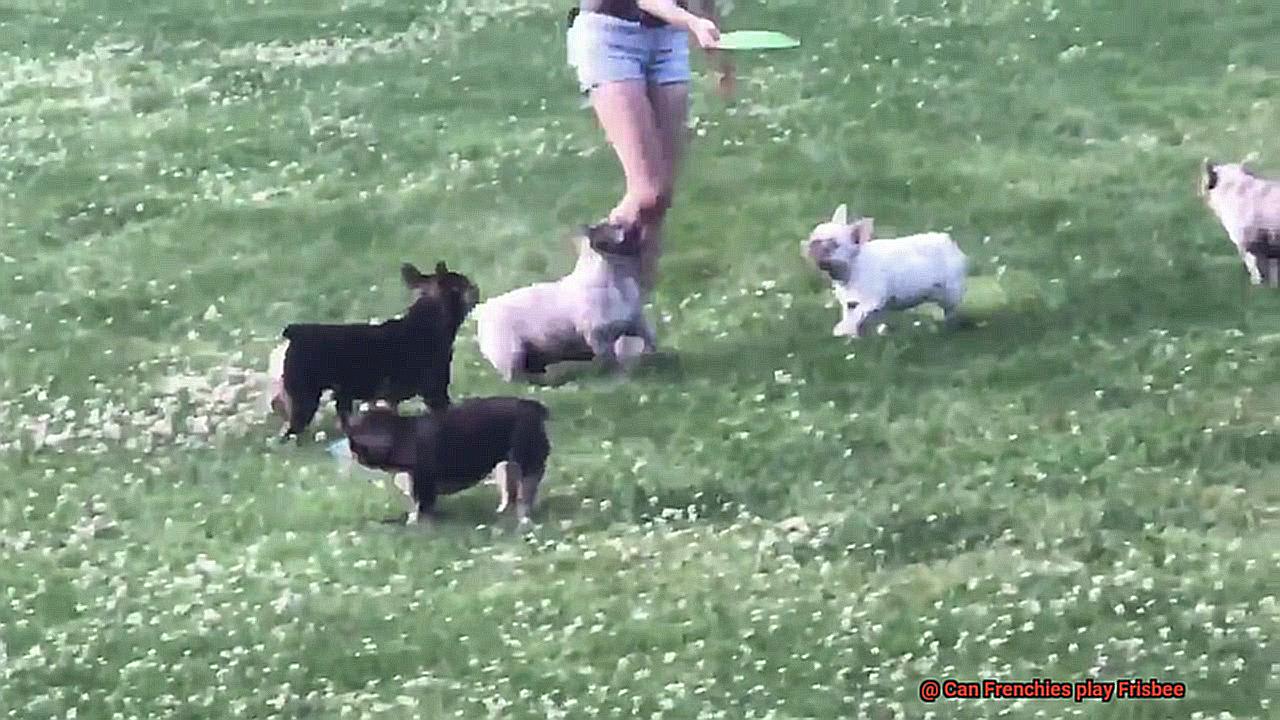 Can Frenchies play Frisbee-7