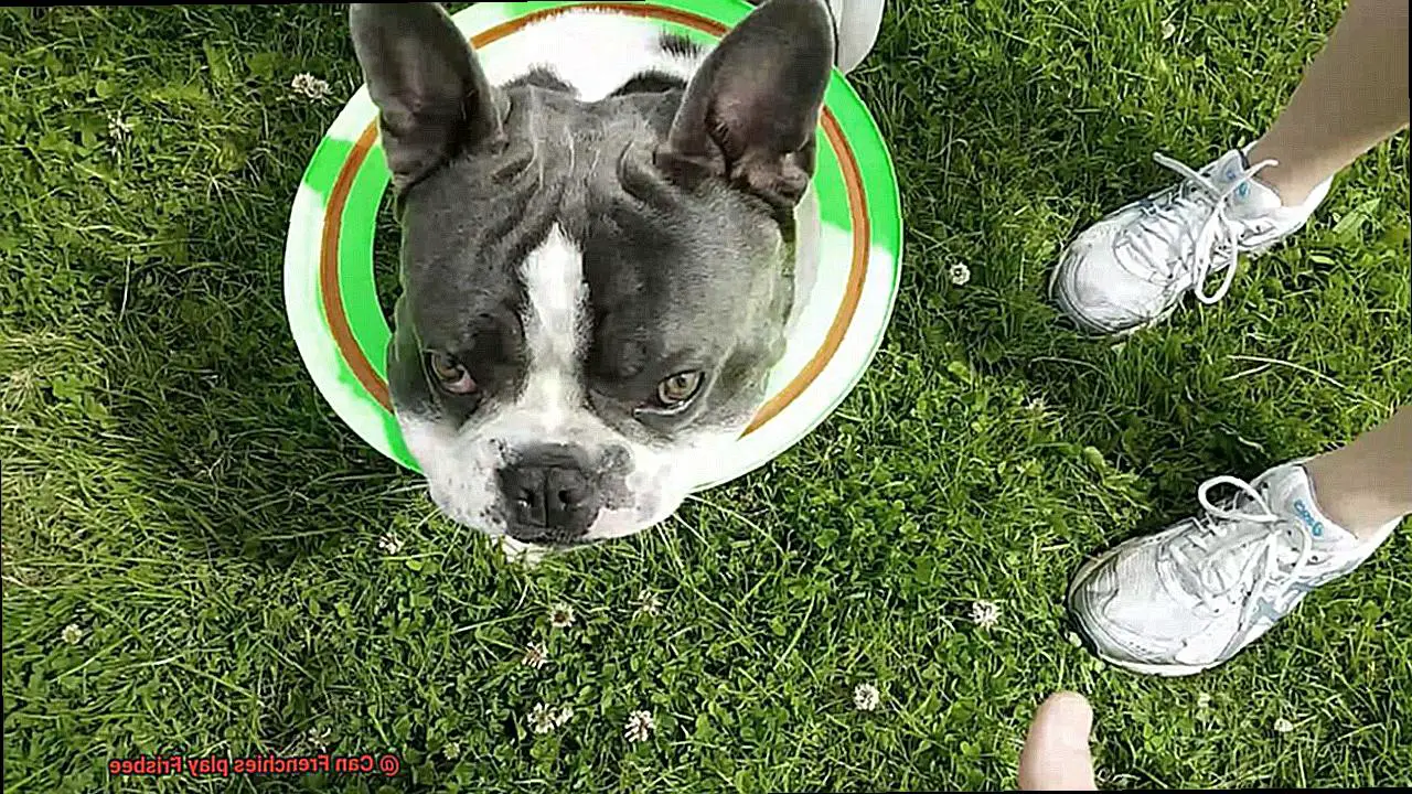 Can Frenchies play Frisbee-2
