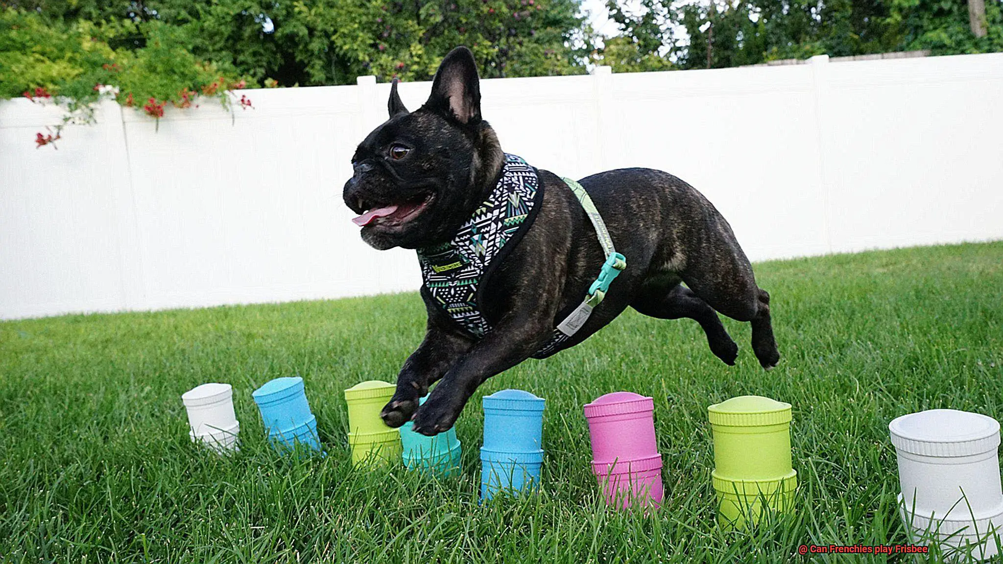 Can Frenchies play Frisbee-3
