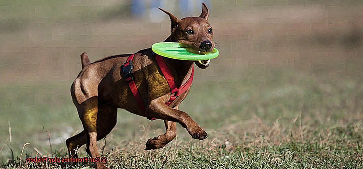 Can Frenchies play Frisbee-4