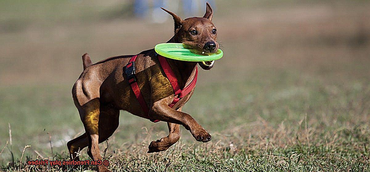 Can Frenchies play Frisbee-4