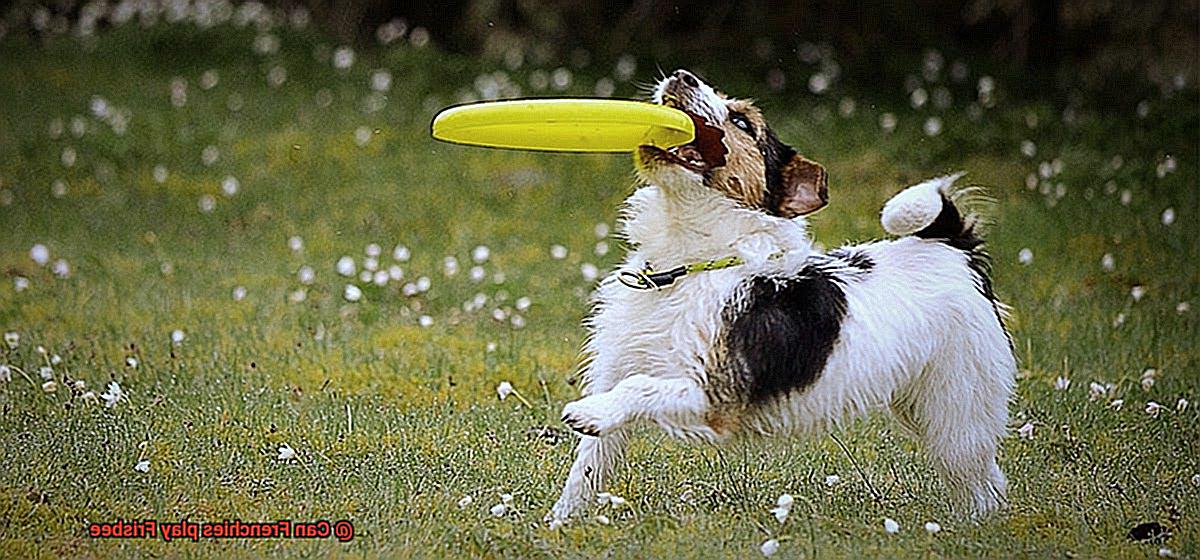 Can Frenchies play Frisbee-5
