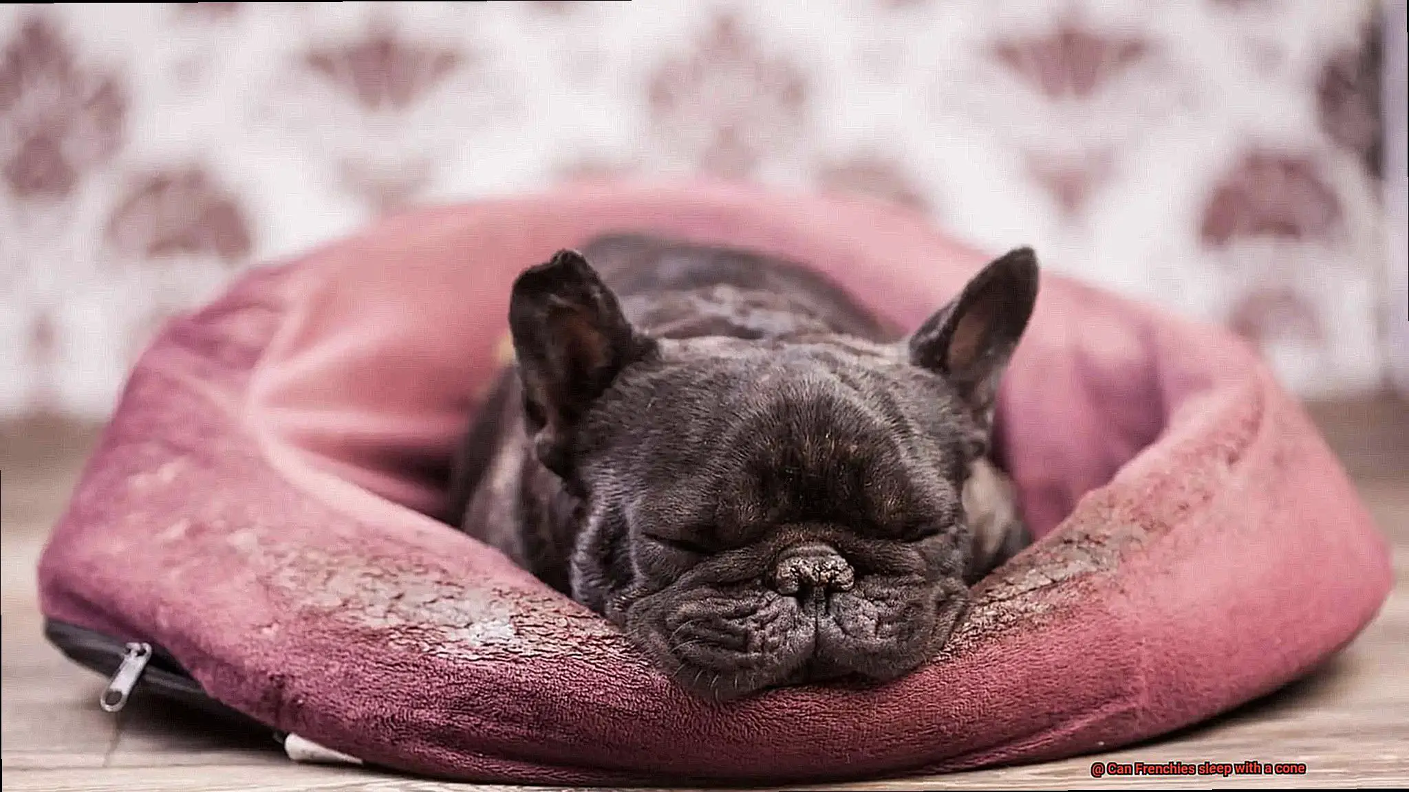 Can Frenchies sleep with a cone-4