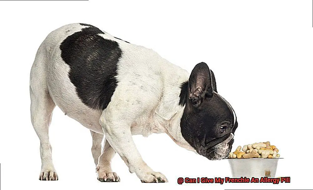 Can I Give My Frenchie An Allergy Pill-2