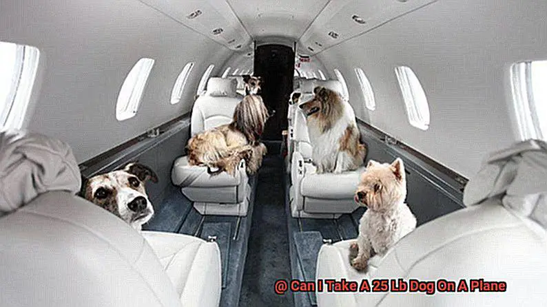 Can I Take A 25 Lb Dog On A Plane-2