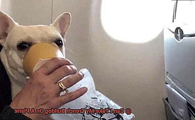 Can I Take My French Bulldog On A Plane-6