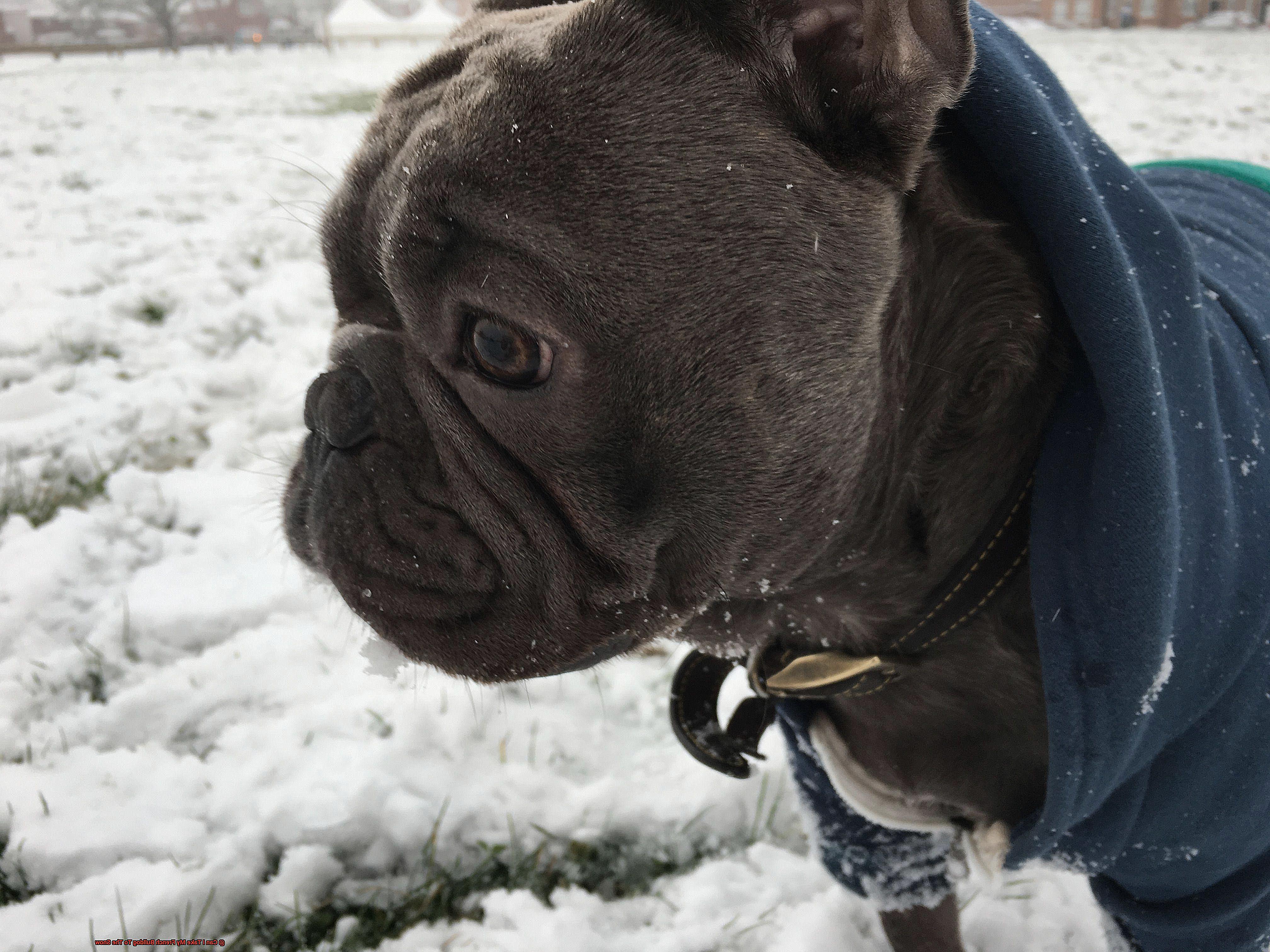 Can I Take My French Bulldog To The Snow-3