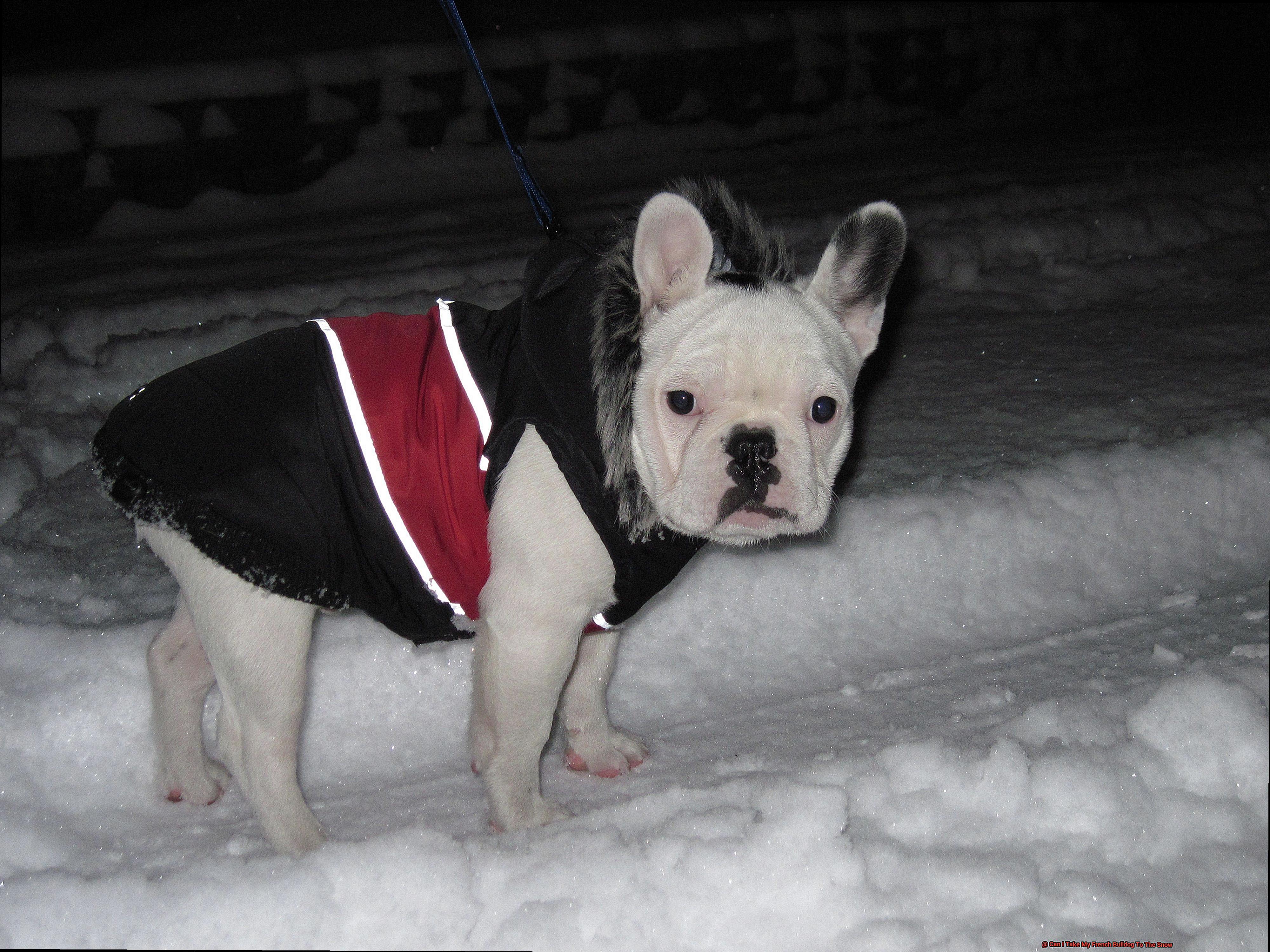 Can I Take My French Bulldog To The Snow-4