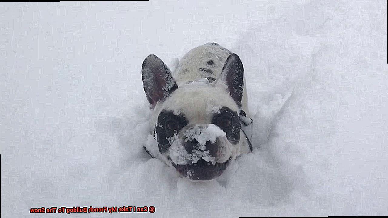 Can I Take My French Bulldog To The Snow-2