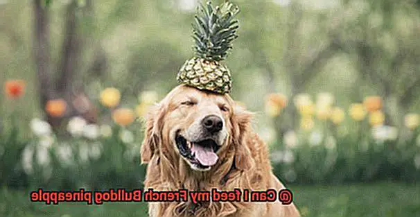 Can I feed my French Bulldog pineapple-2