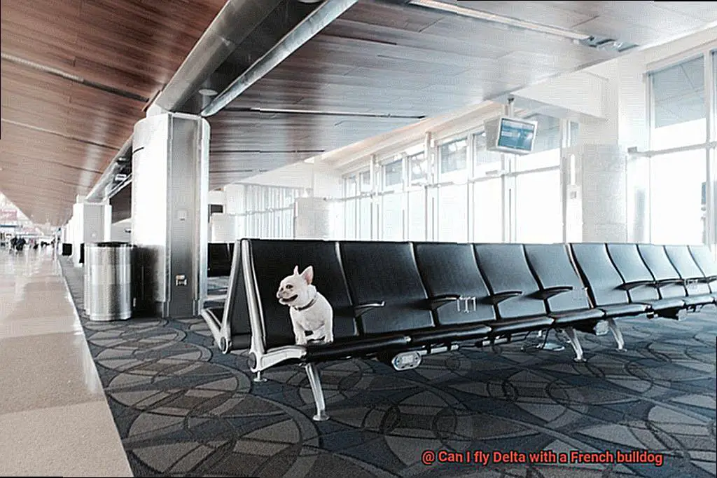 Can I fly Delta with a French bulldog-6
