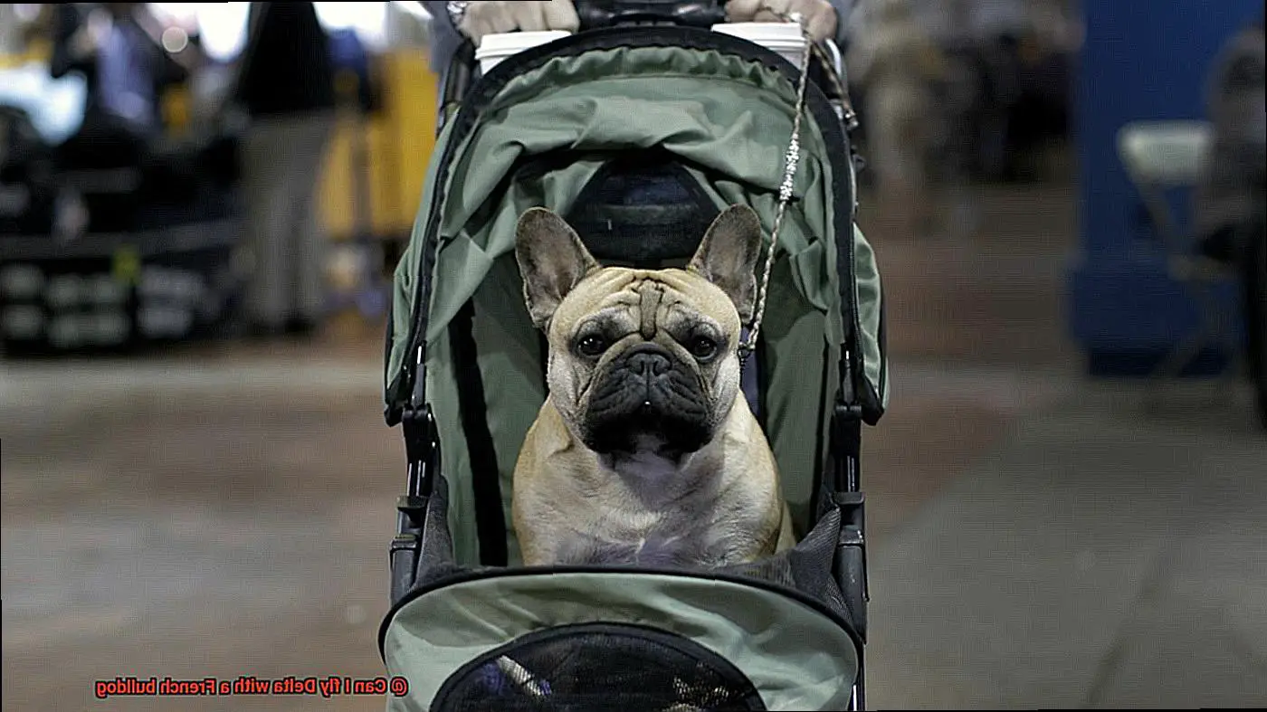 Can I fly Delta with a French bulldog-2