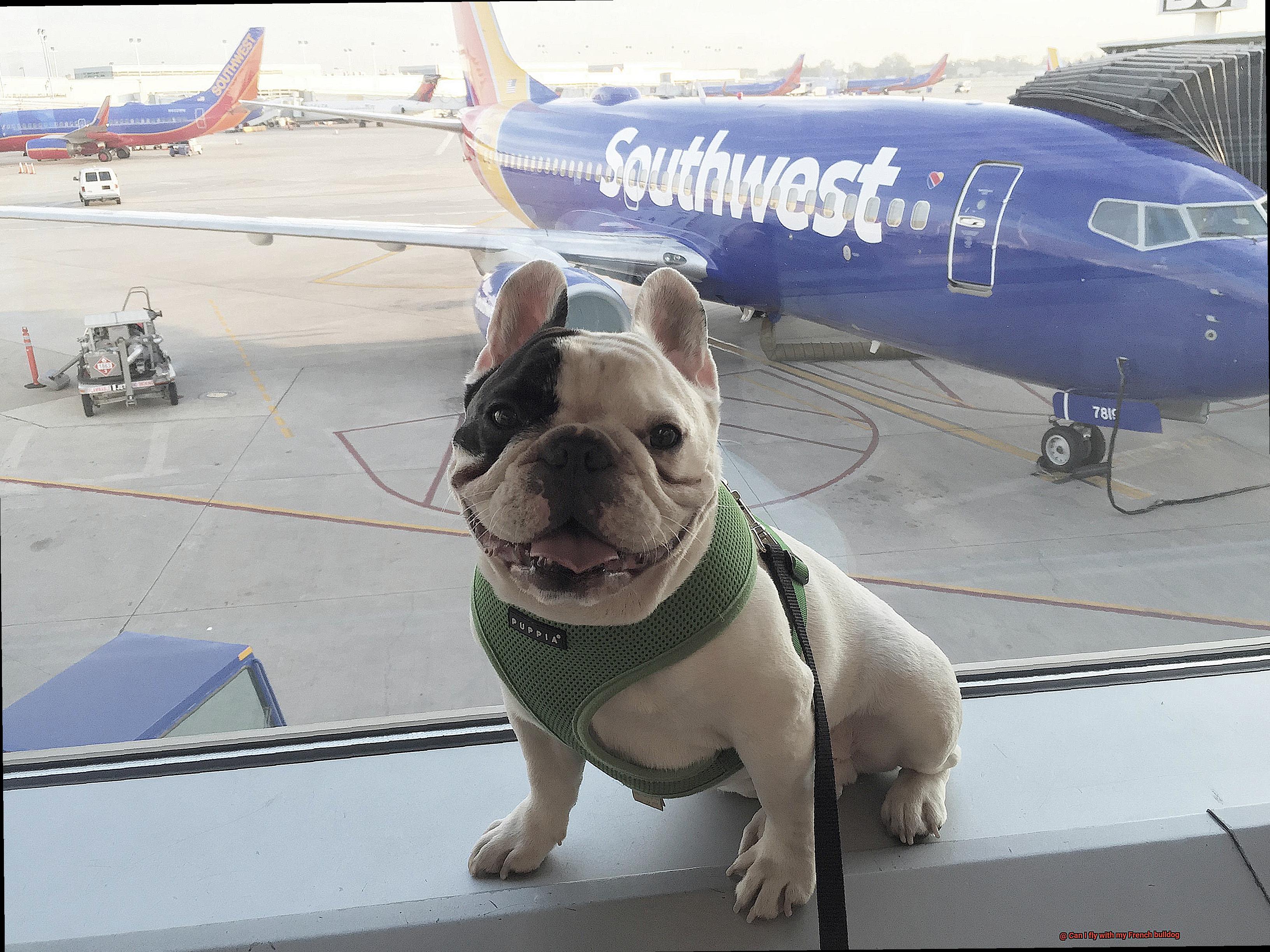 Can I fly with my French bulldog-3