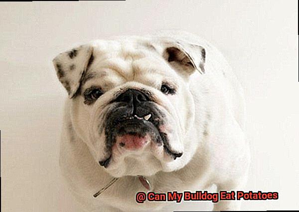 Can My Bulldog Eat Potatoes-2