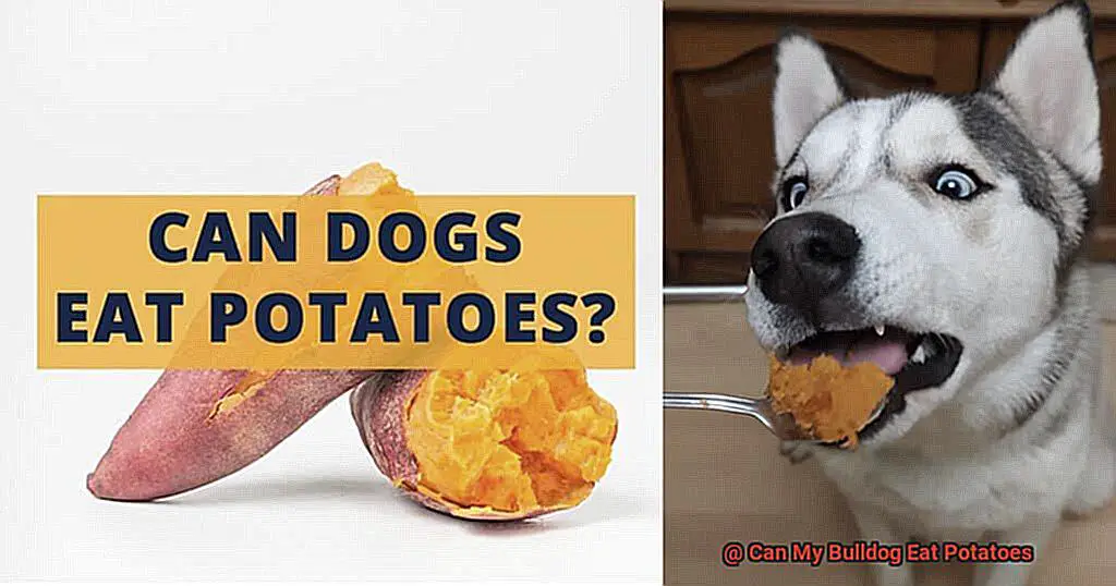 Can My Bulldog Eat Potatoes-4