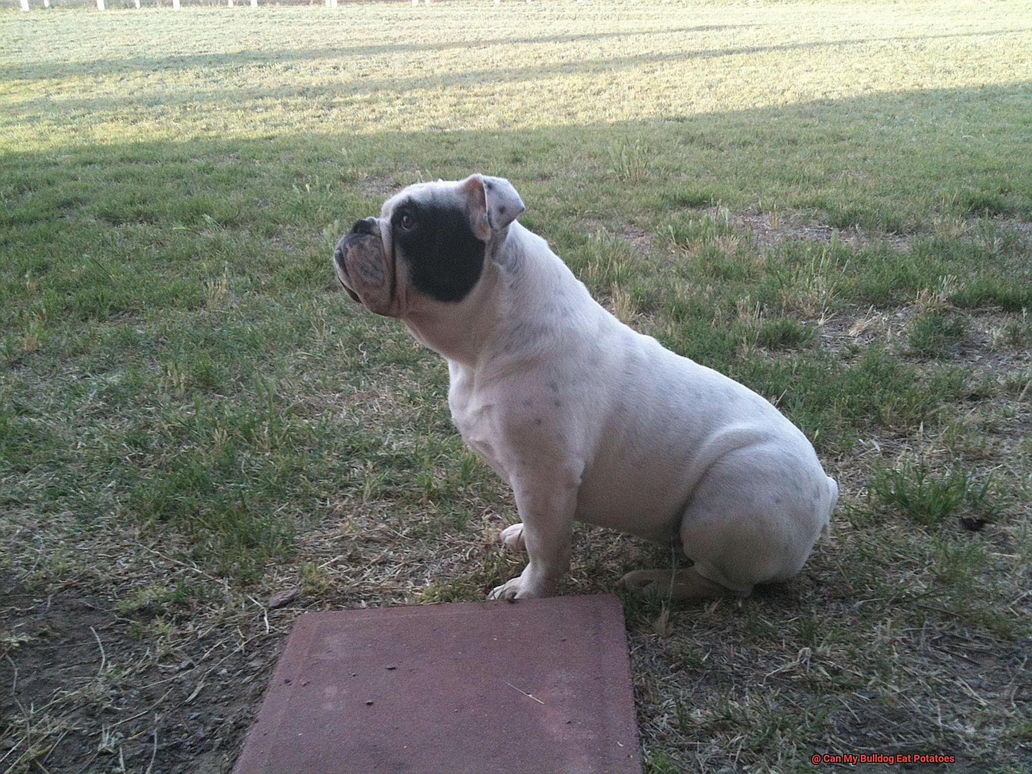 Can My Bulldog Eat Potatoes-6