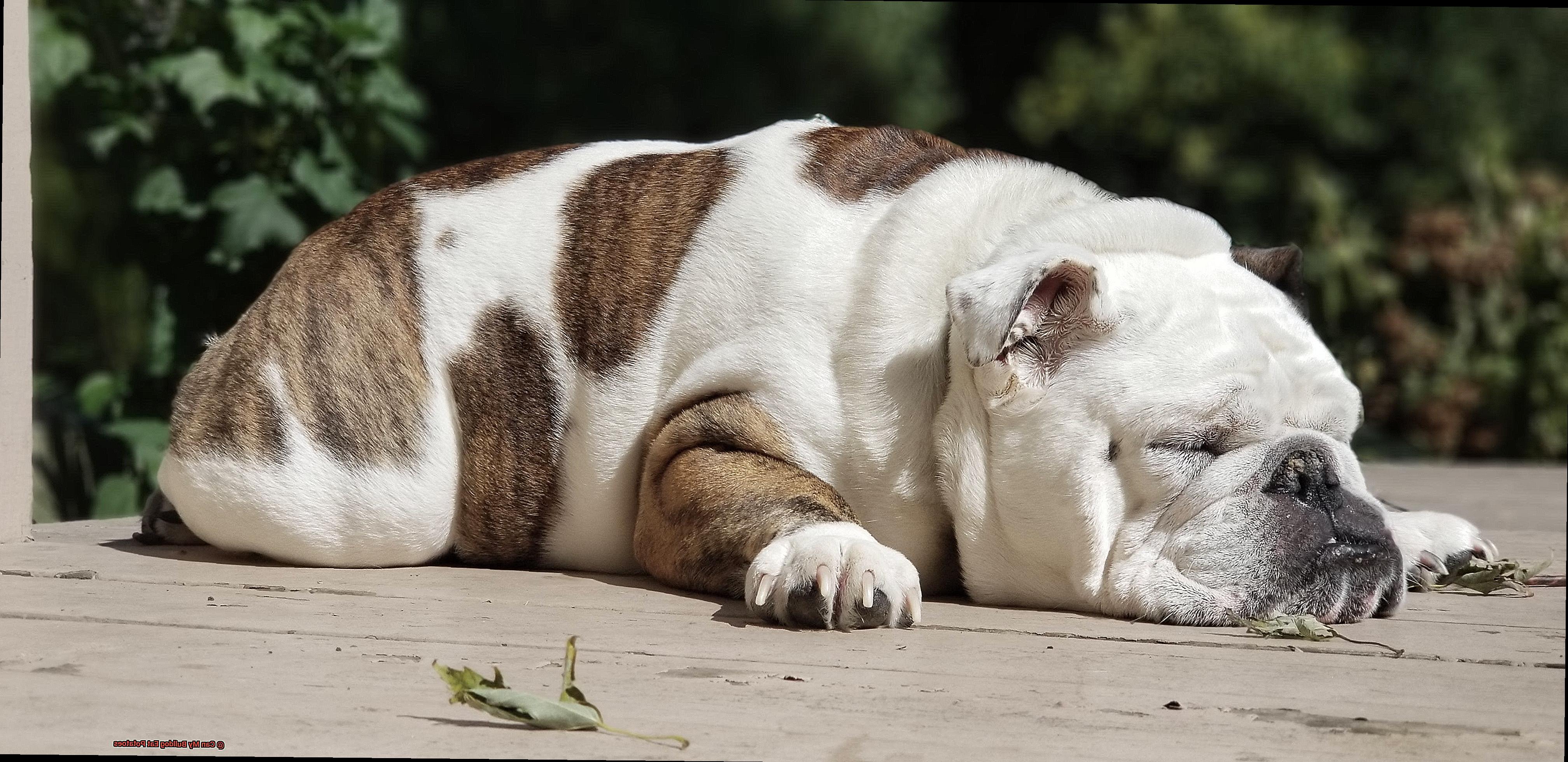 Can My Bulldog Eat Potatoes-3