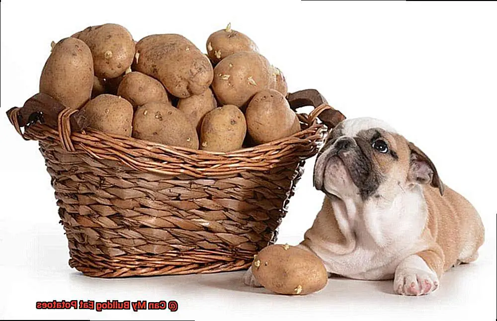 Can My Bulldog Eat Potatoes-7