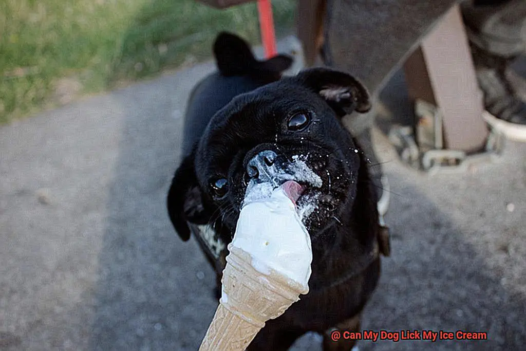 Can My Dog Lick My Ice Cream-3