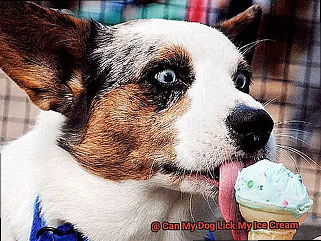 Can My Dog Lick My Ice Cream-2