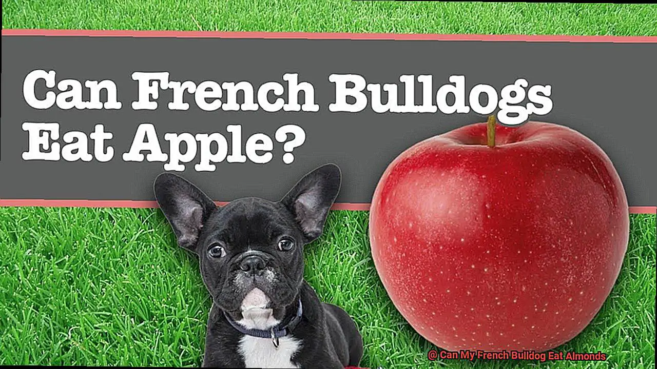 Can My French Bulldog Eat Almonds-3