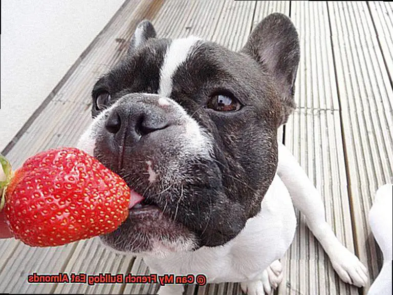 Can My French Bulldog Eat Almonds-2