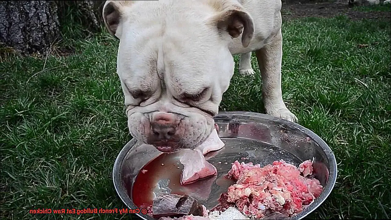 Can My French Bulldog Eat Raw Chicken-4