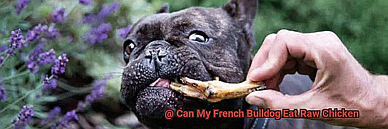 Can My French Bulldog Eat Raw Chicken-2