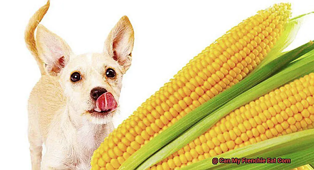 Can My Frenchie Eat Corn-3