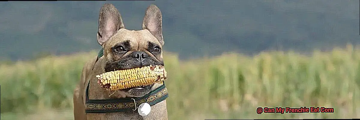 Can My Frenchie Eat Corn-4
