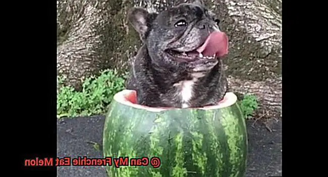 Can My Frenchie Eat Melon-3