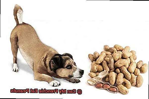 Can My Frenchie Eat Peanuts-2