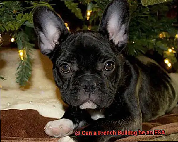 Can a French Bulldog be an ESA-5