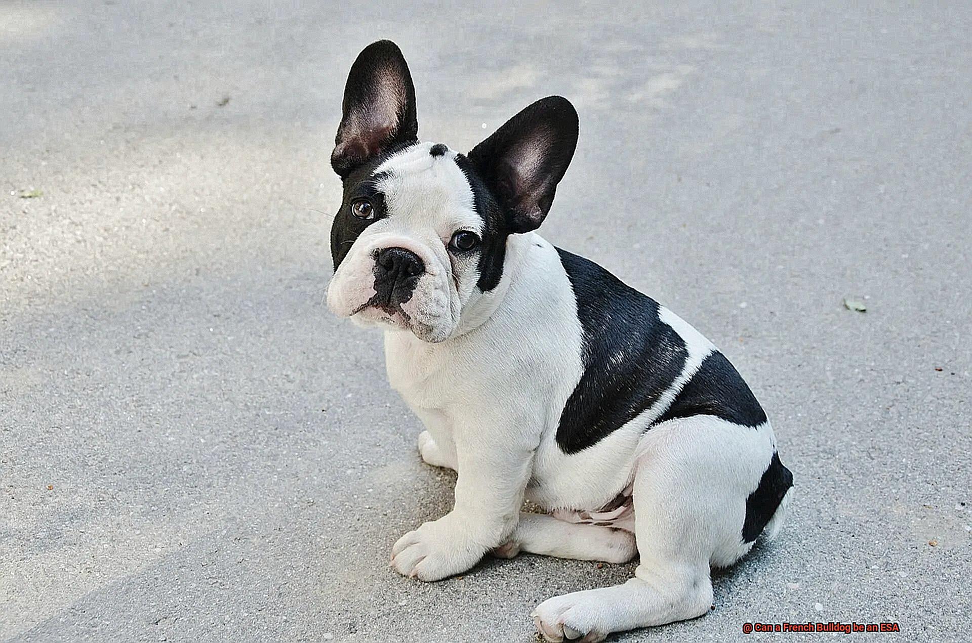 Can a French Bulldog be an ESA-4